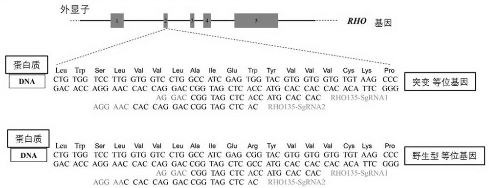 Nucleic acid molecules and kit by combining to mutant RHO genes