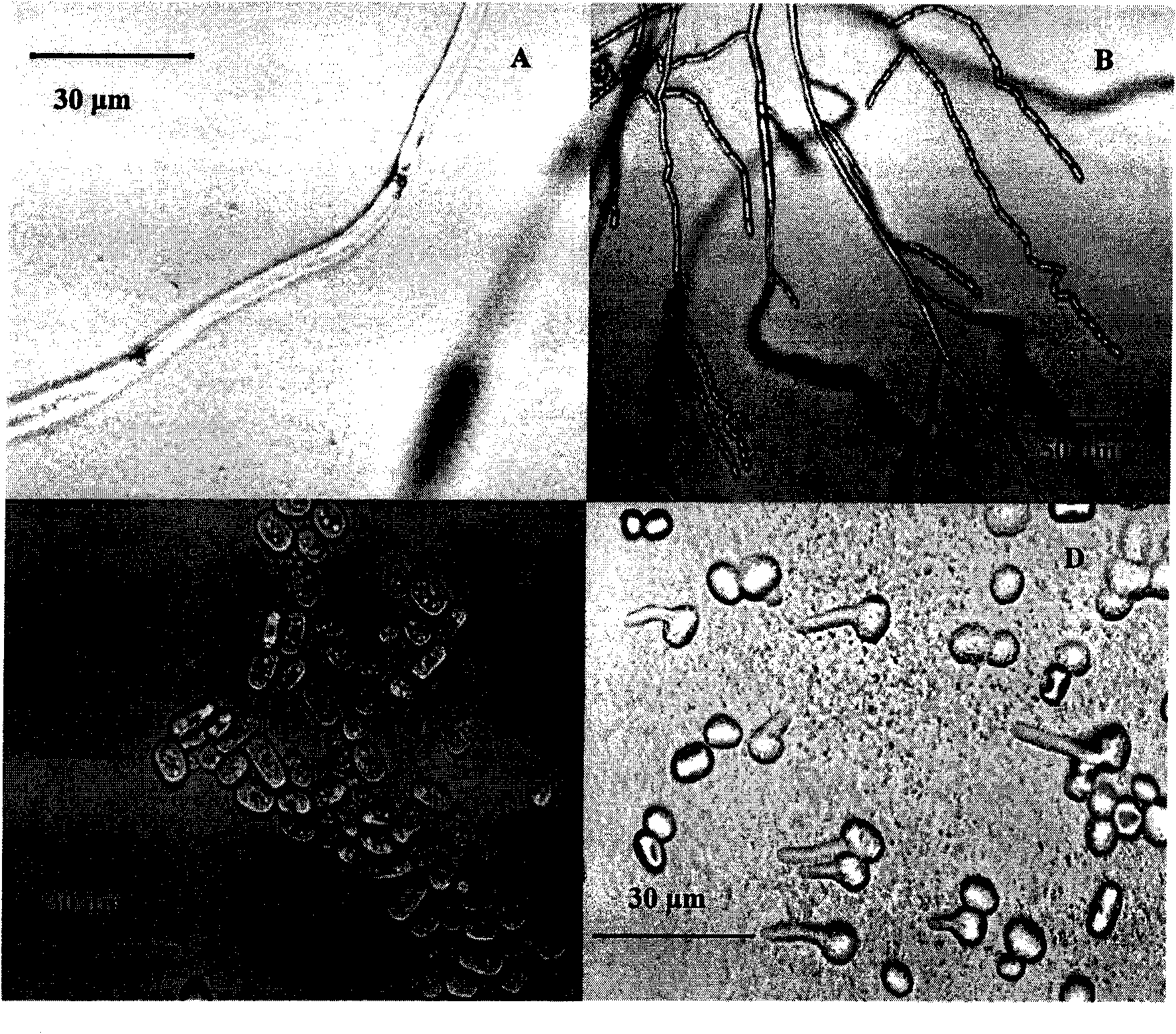 Hexanol degrading bacterium and preparation method and application thereof