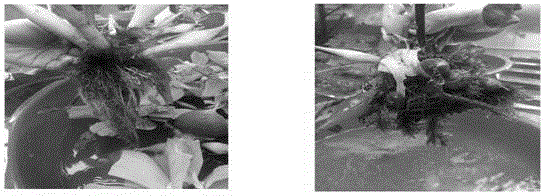 Method for preventing and eliminating water hyacinth and pistia stratiotes at same time