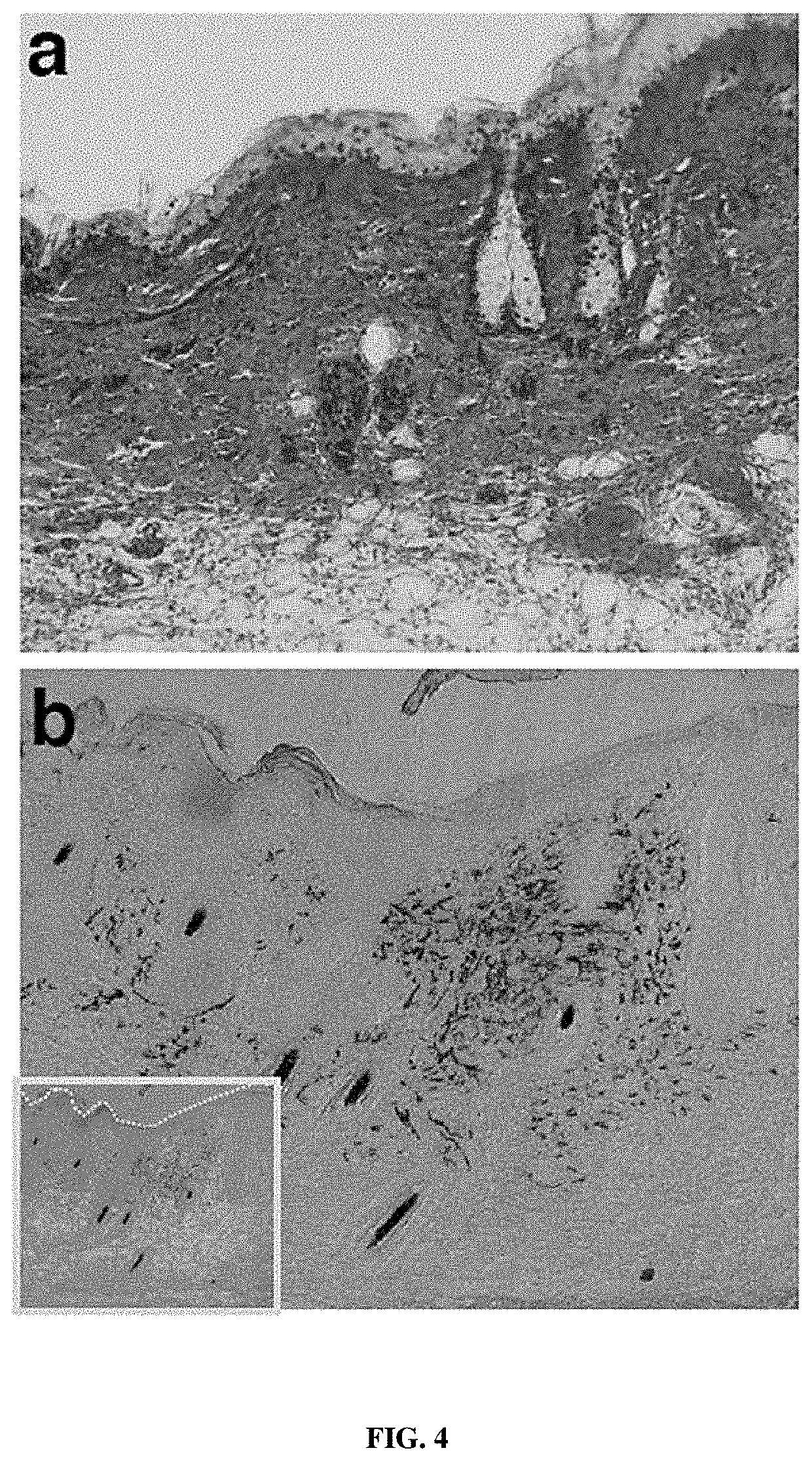 Non-human model for neurofibromatosis type 1