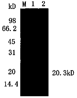 A kind of Haemophilus parasuis subunit vaccine and its preparation method