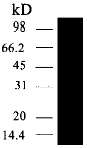 A kind of Haemophilus parasuis subunit vaccine and its preparation method