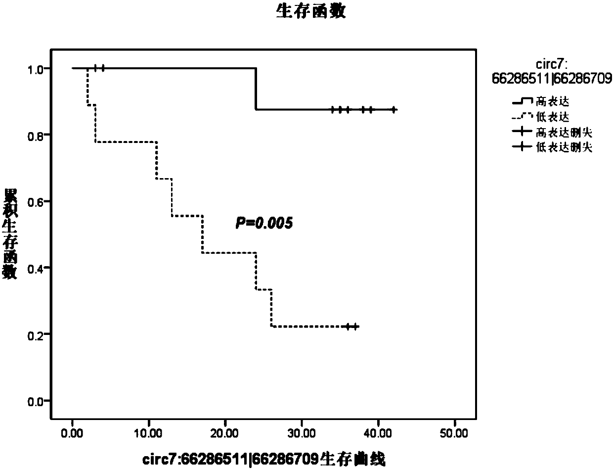 Glioma prognostic marker circ7:66286511|66286709 and applications