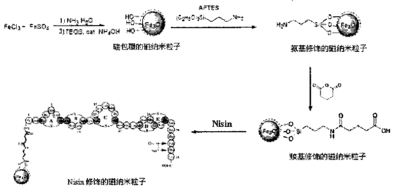 Preparation method and application of Nisin modified magnetic nano particle