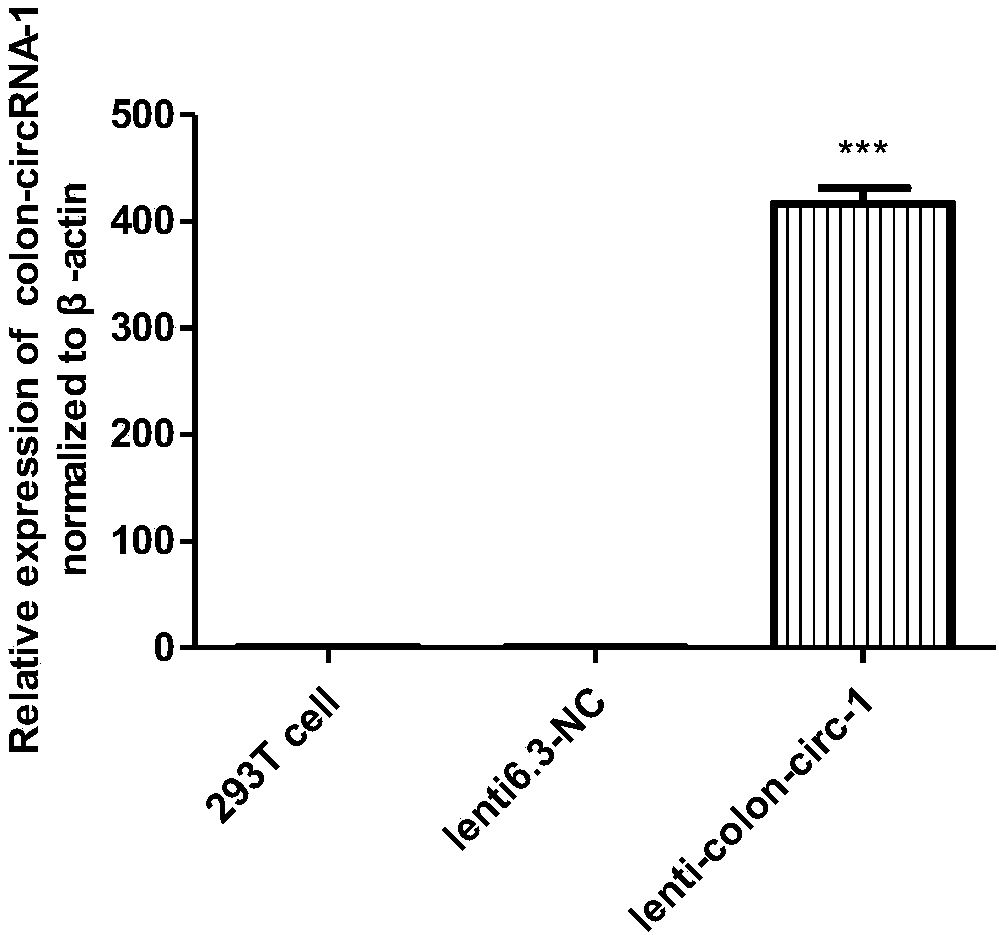 General expression framework of artificial circular RNA and application thereof