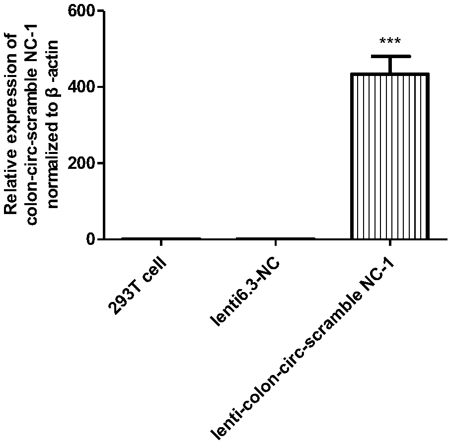 General expression framework of artificial circular RNA and application thereof