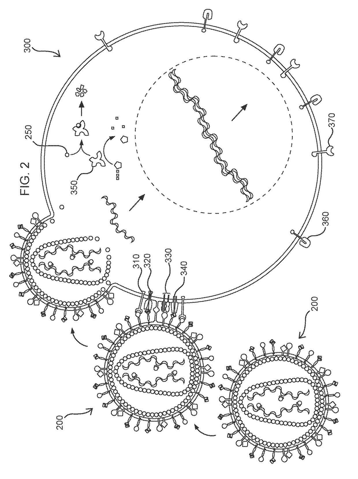 Methods and compositions for transducing lymphocytes and regulated expansion thereof