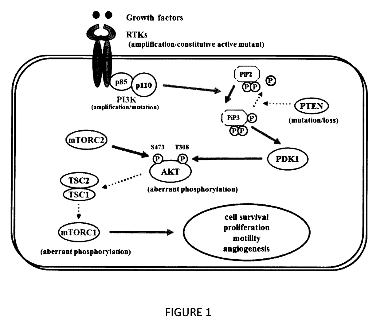 Benzamide or benzamine compounds useful as anticancer agents for the treatment of human cancers