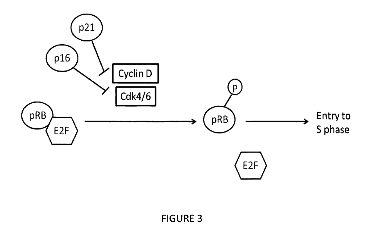 Benzamide or benzamine compounds useful as anticancer agents for the treatment of human cancers