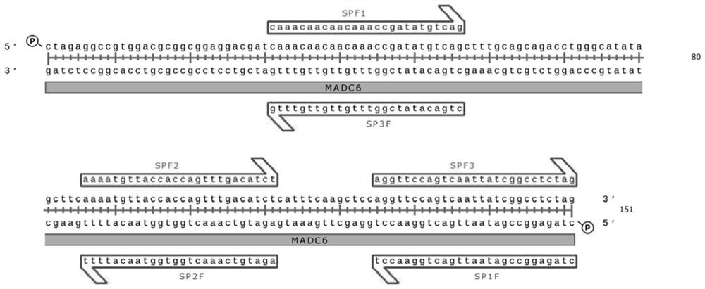 Industrial hemp sex linkage SNP molecular marker, screening method and application thereof