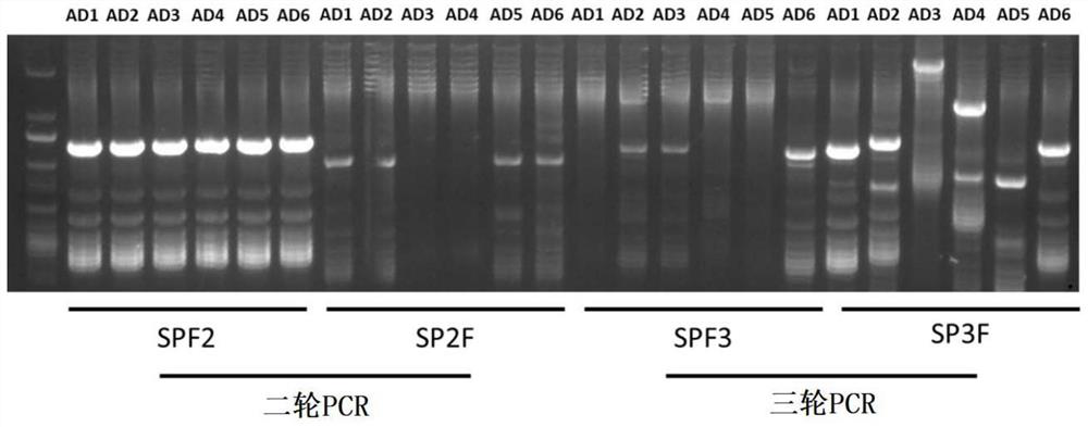 Industrial hemp sex linkage SNP molecular marker, screening method and application thereof