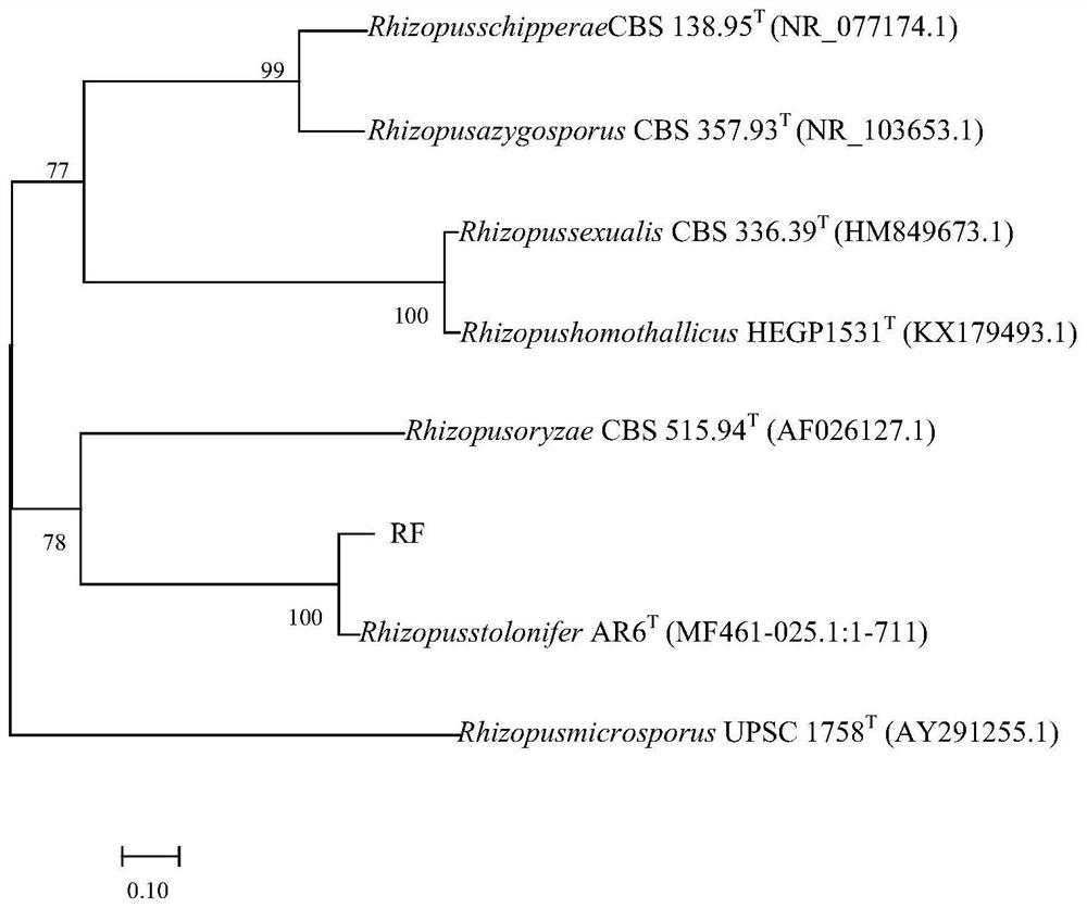 Bacillus velezensis as well as culture method and application thereof