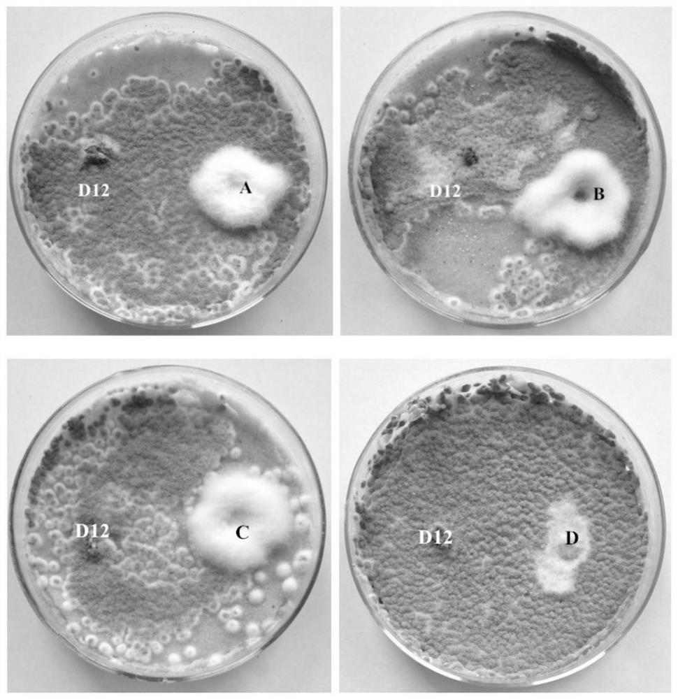 Application of mixed fermentation product of Penicillium commune and Lactobacillus reuteri in relieving successive cropping obstacles of apples