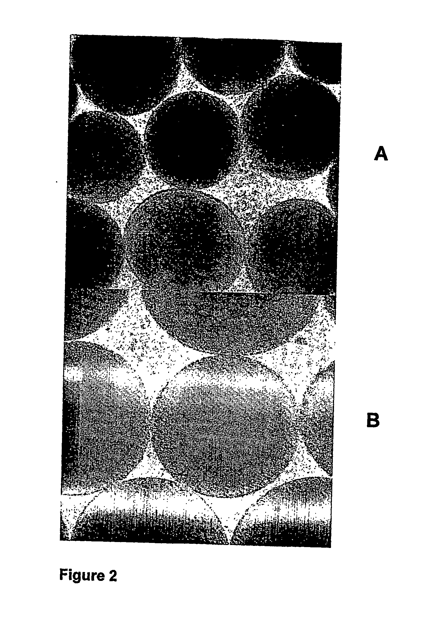 Cell and enzyme compositions for modulating bile acids, cholesterol and triglycerides