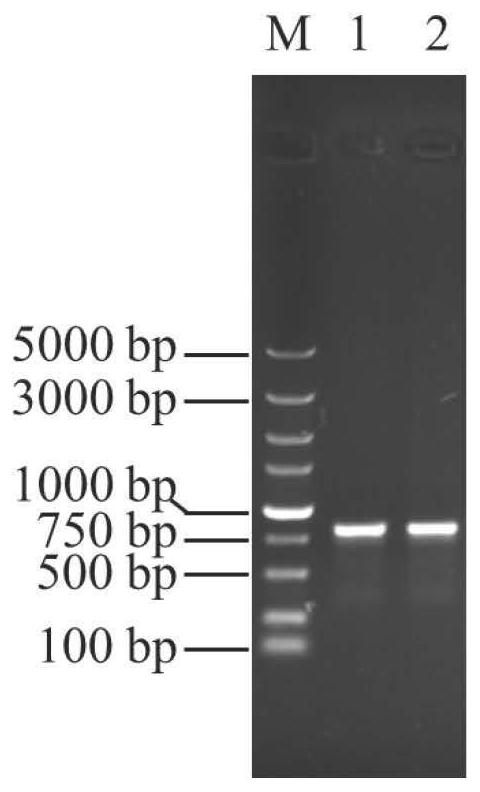 Method for improving serratia marcescens to synthesize prodigiosin through overexpression gene psrB