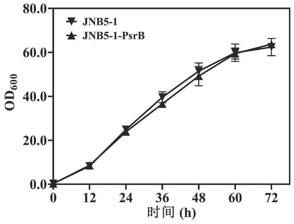 Method for improving serratia marcescens to synthesize prodigiosin through overexpression gene psrB