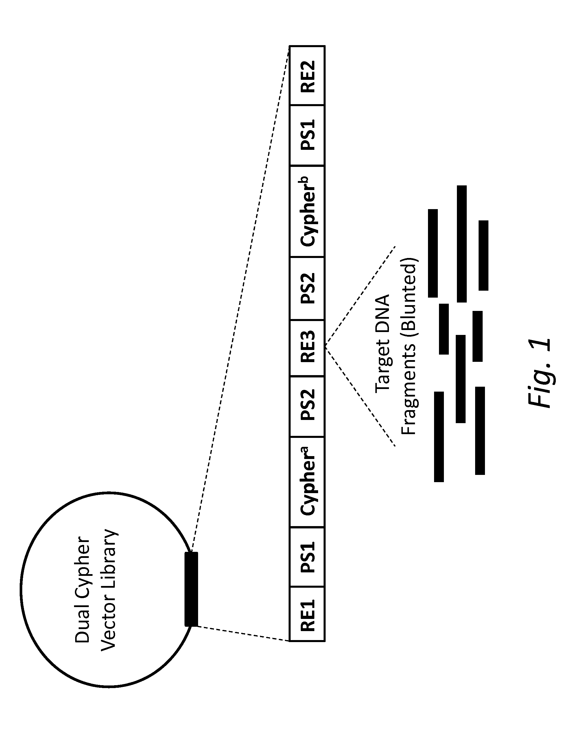 Compositions and methods for accurately identifying mutations
