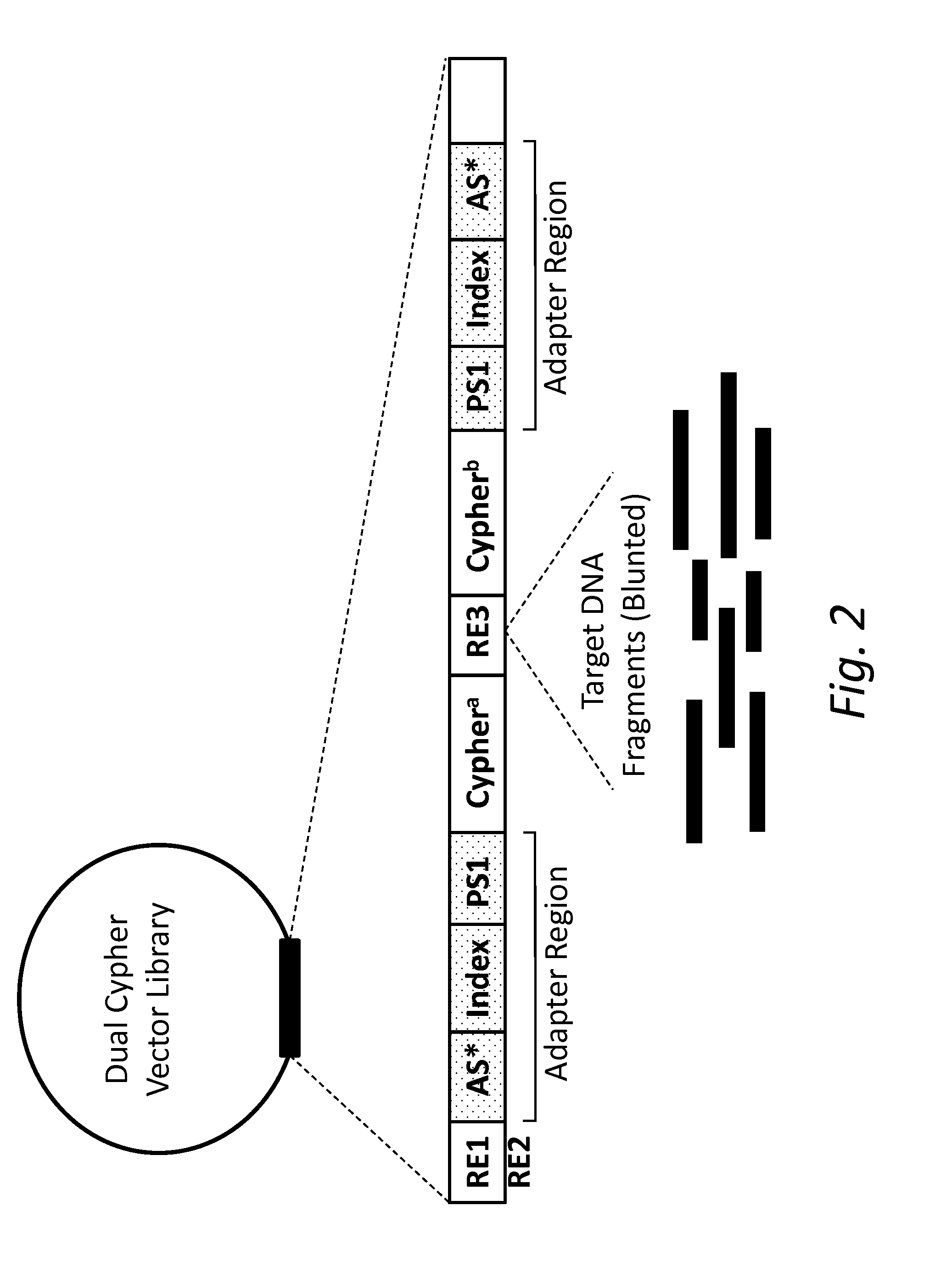 Compositions and methods for accurately identifying mutations