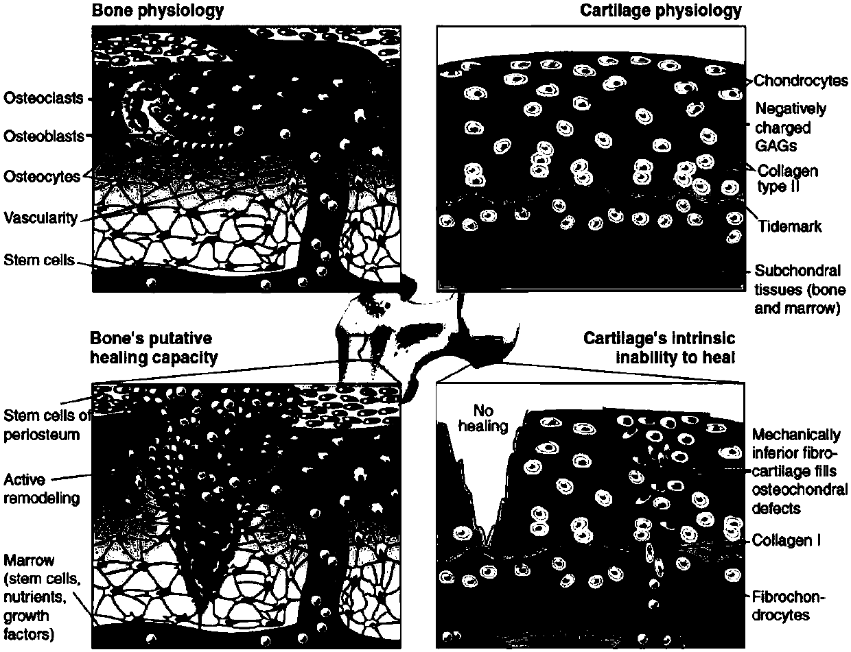 Preparation method and application of CGA cross-linked sodium alga acid-gelatin blend membrane joint patch