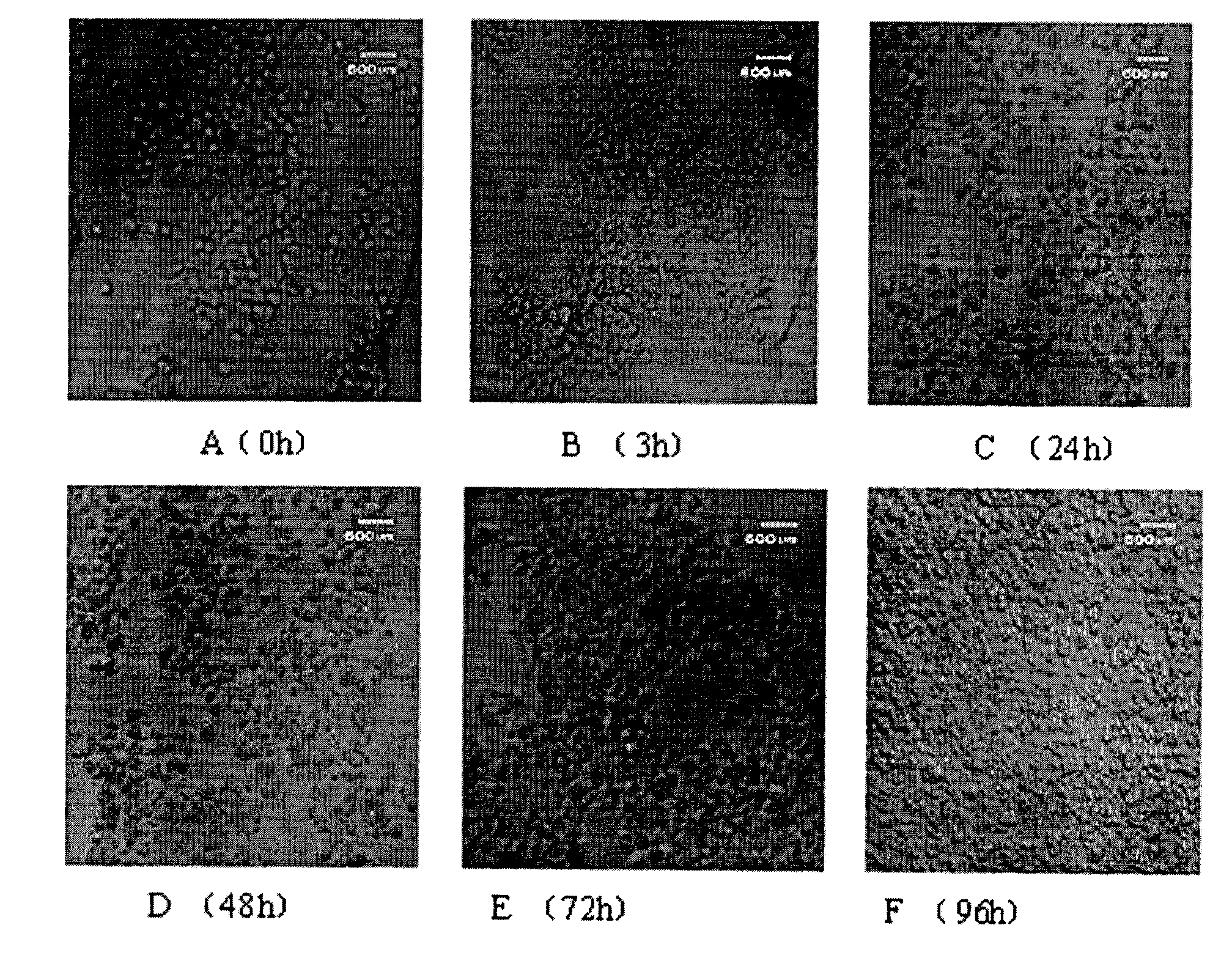 Goose primary hepatocyte isolation culture method