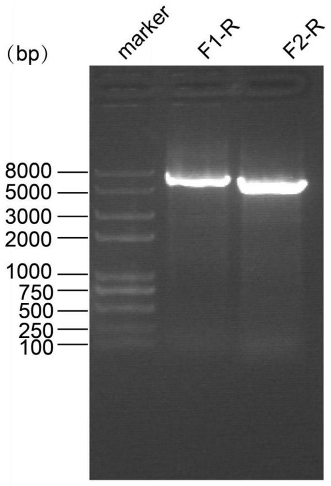 Chlamydomonas reinhardtii TCTN1 expression plasmid as well as construction method and application thereof