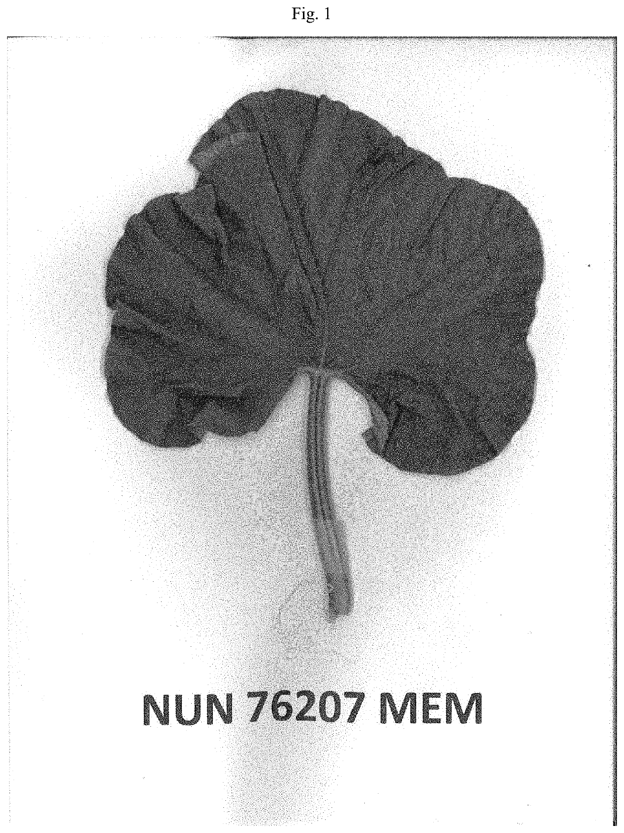 Melon variety nun 76207 mem