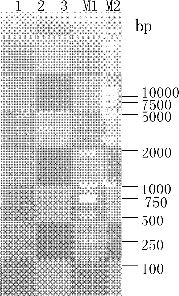 Recombinant Bordetella bronchiseptica strain expressing ORF2 gene fragment of porcine circovirus type 2, vaccine and application