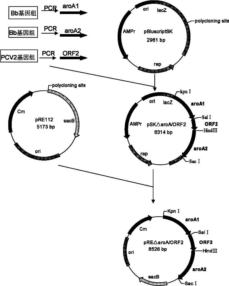 Recombinant Bordetella bronchiseptica strain expressing ORF2 gene fragment of porcine circovirus type 2, vaccine and application