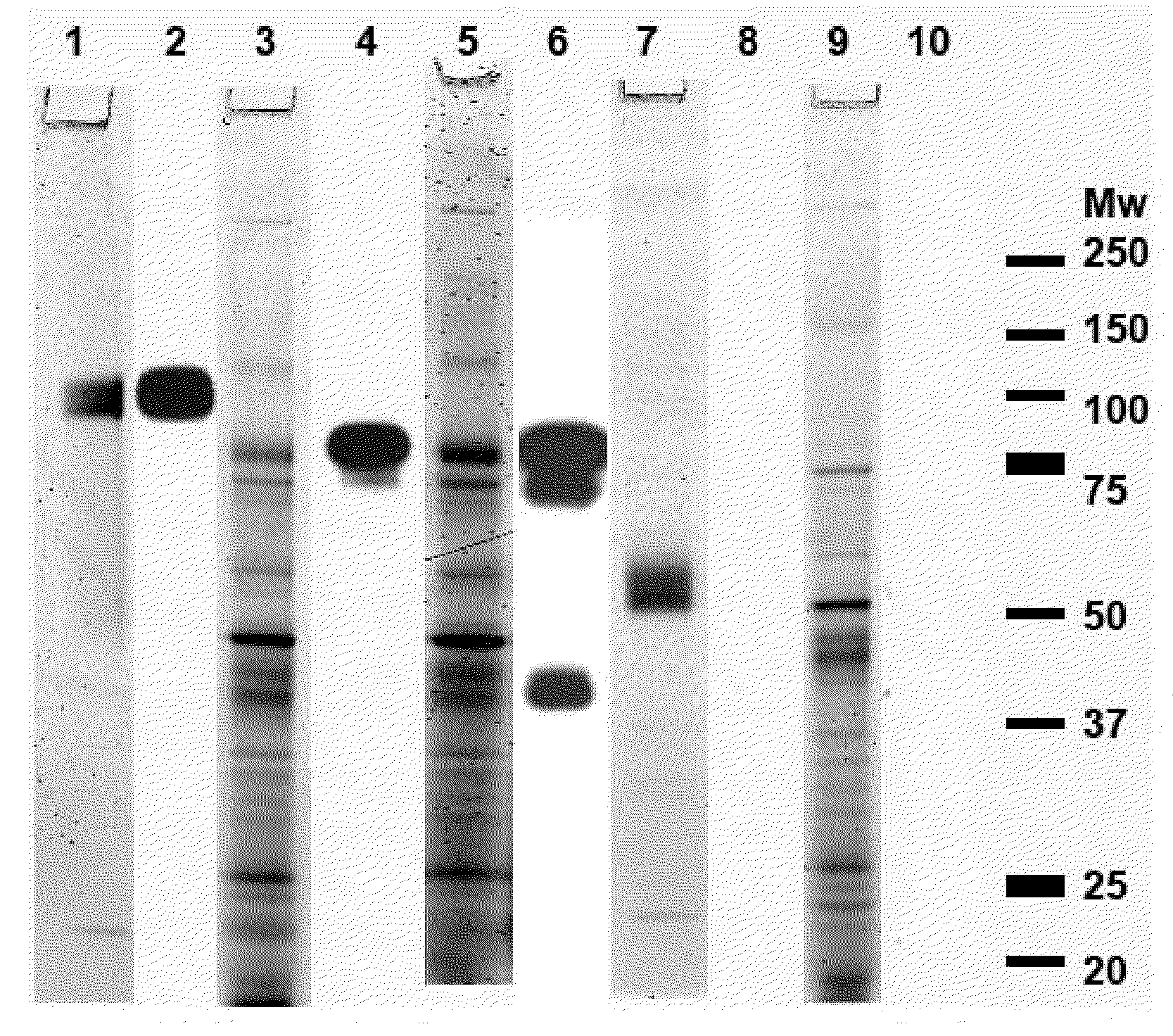 Immunogenic compositions capable of activating T-cells