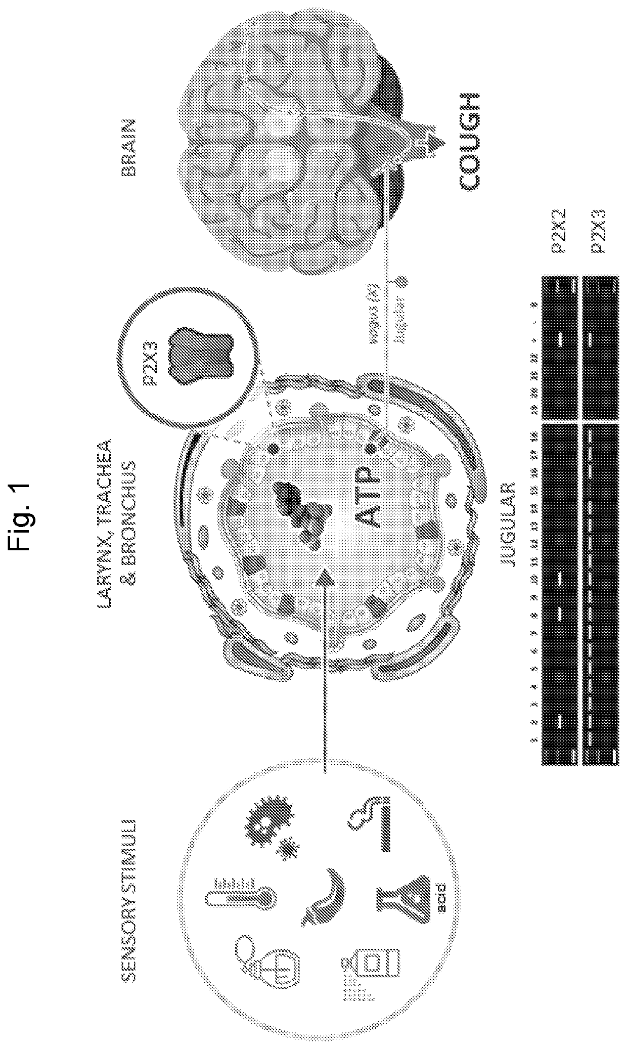 Selective p2x3 modulators