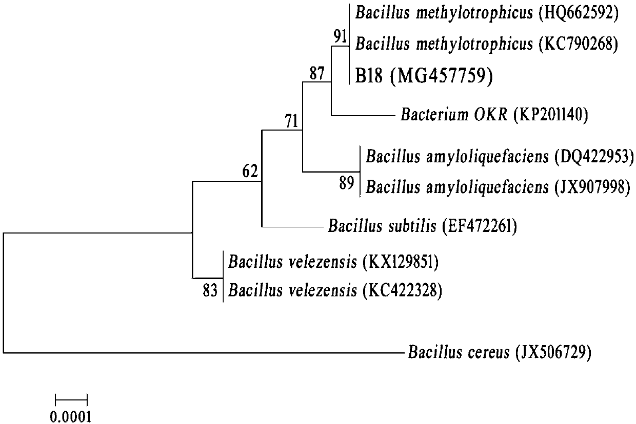 Methyl nutritional type bacillus B18, and microbial inoculum and application thereof