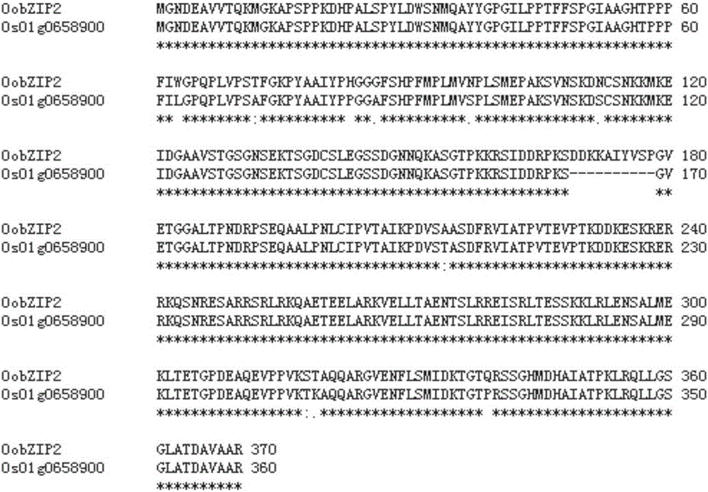 Medicinal wild rice gene OobZIP2, and expression vector and construction method thereof