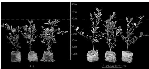 A kind of Burkholderia and its application