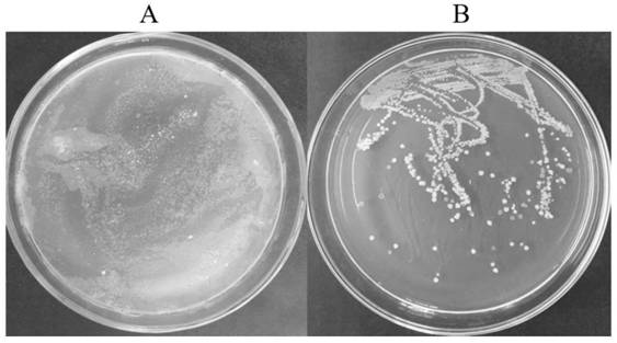 A recombinant plasmid, its construction method and its application to precise genome transformation of mycobacteria