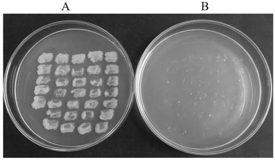 A recombinant plasmid, its construction method and its application to precise genome transformation of mycobacteria