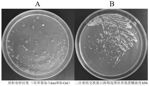 A recombinant plasmid, its construction method and its application to precise genome transformation of mycobacteria