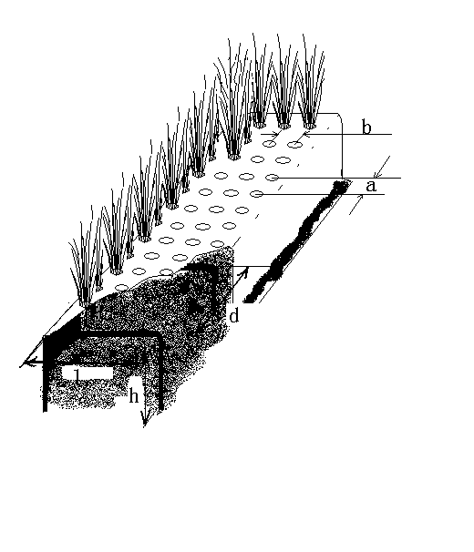 Cultivation method for hotbed chives