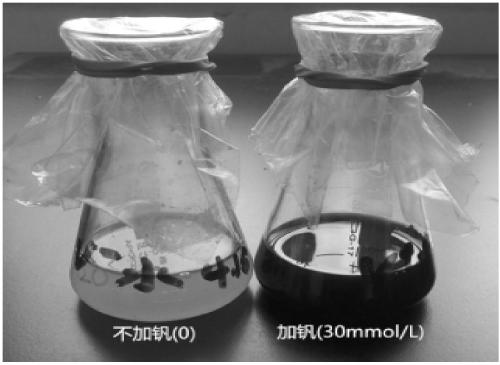 Deep-sea microbacterium with tolerance to vanadium and use thereof