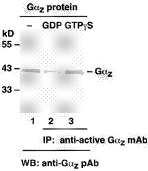 Monoclonal antibody capable of specifical recognization and activation of Galphaz protein and preparation method thereof