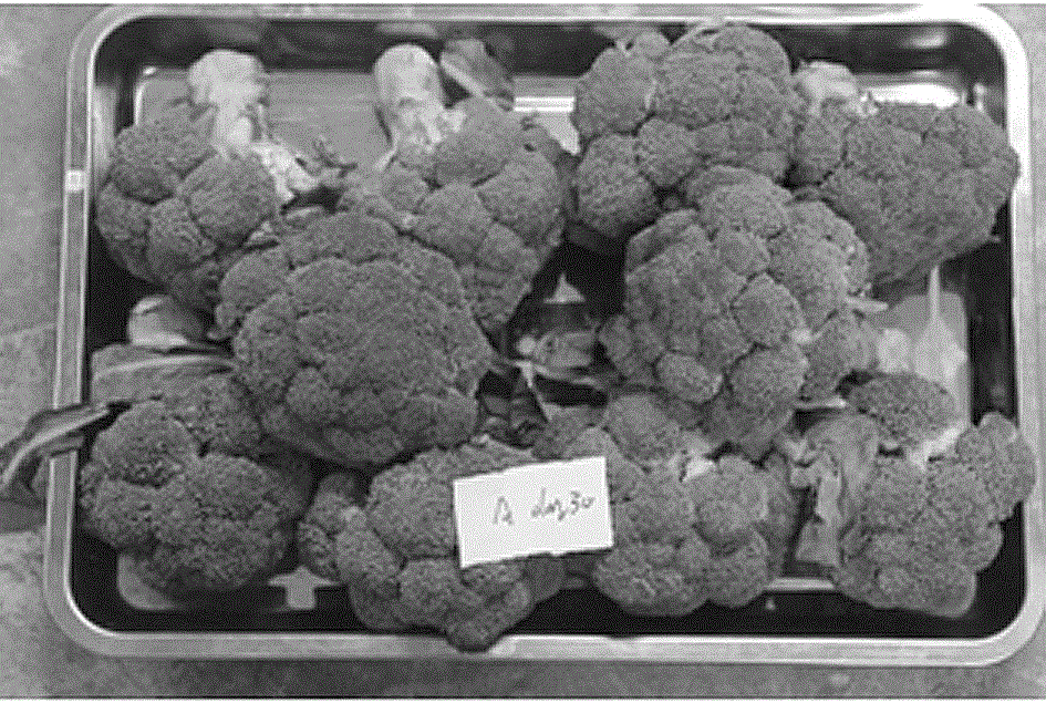 MAP (modified atmosphere packages) preservation method for picked broccoli