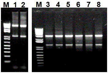 A kind of RNA preservation liquid, the test kit comprising this preservation liquid and application thereof