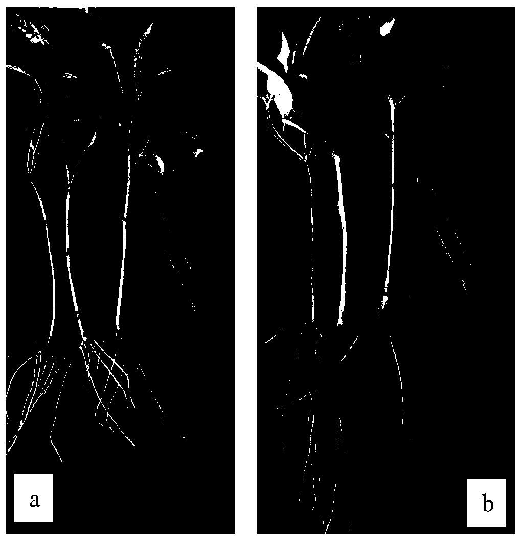 Water culture cuttage rapid propagation method for cinnamomum porrectum and application thereof