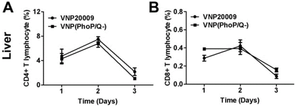 Salmonella strain used for RNA interference in mammalian cells, preparation method and application of salmonella strain