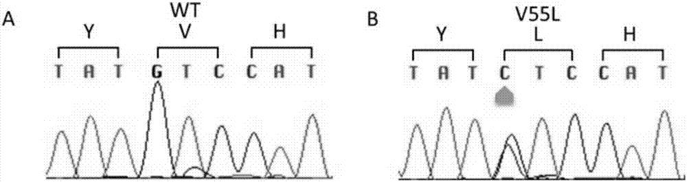 FKBP5 gene fragment containing 163G&gt;C mutation, coded protein fragment and application thereof