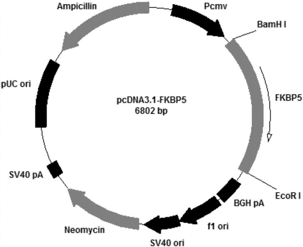 FKBP5 gene fragment containing 163G&gt;C mutation, coded protein fragment and application thereof