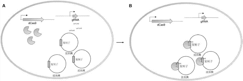Method for controlling plasmid replication in escherichia coli