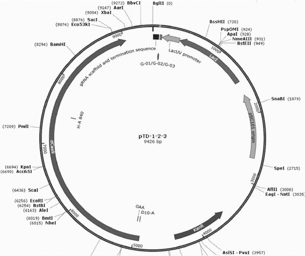 Method for controlling plasmid replication in escherichia coli