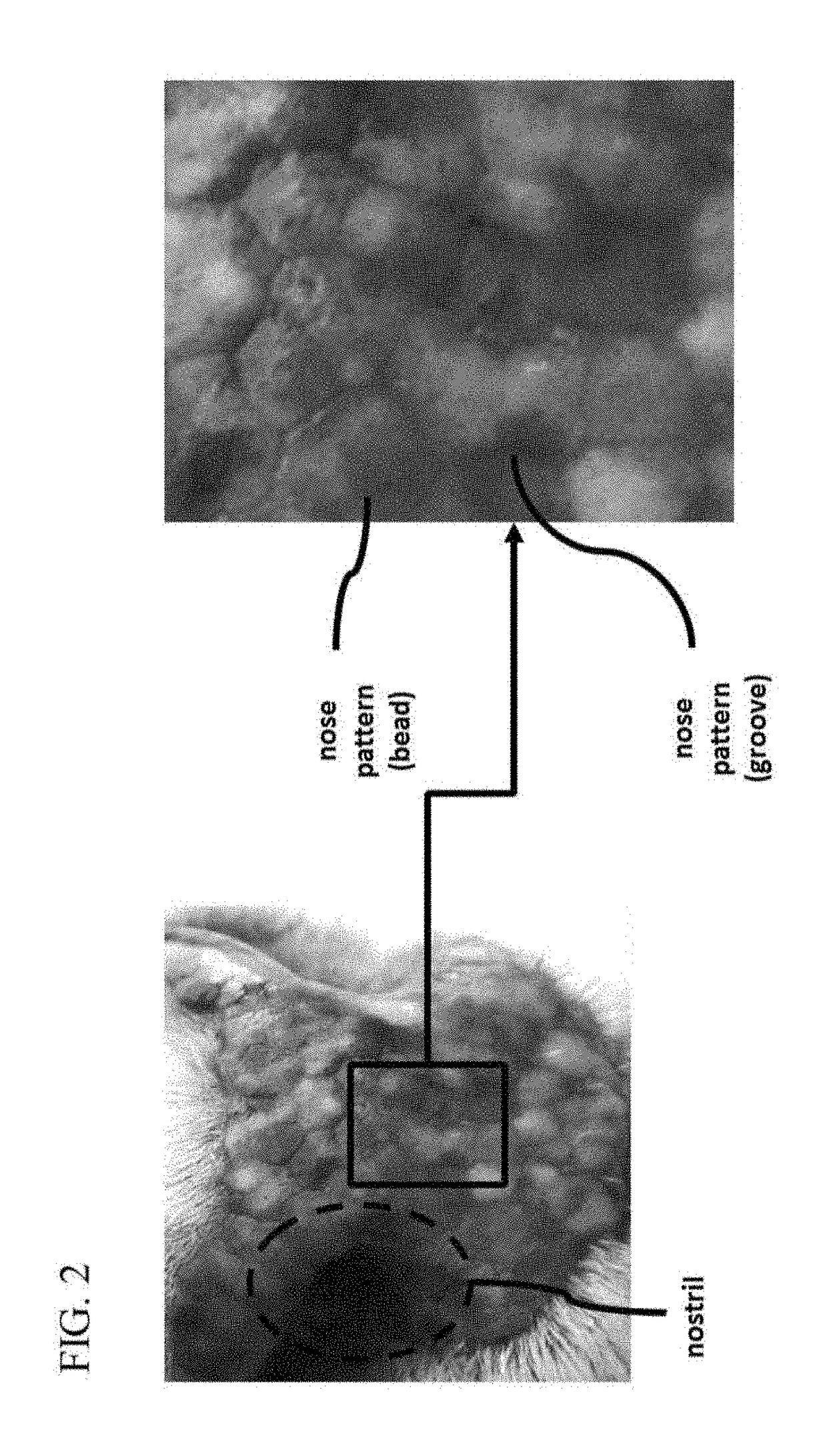 Device and method for recognizing animal's identity by using animal nose prints