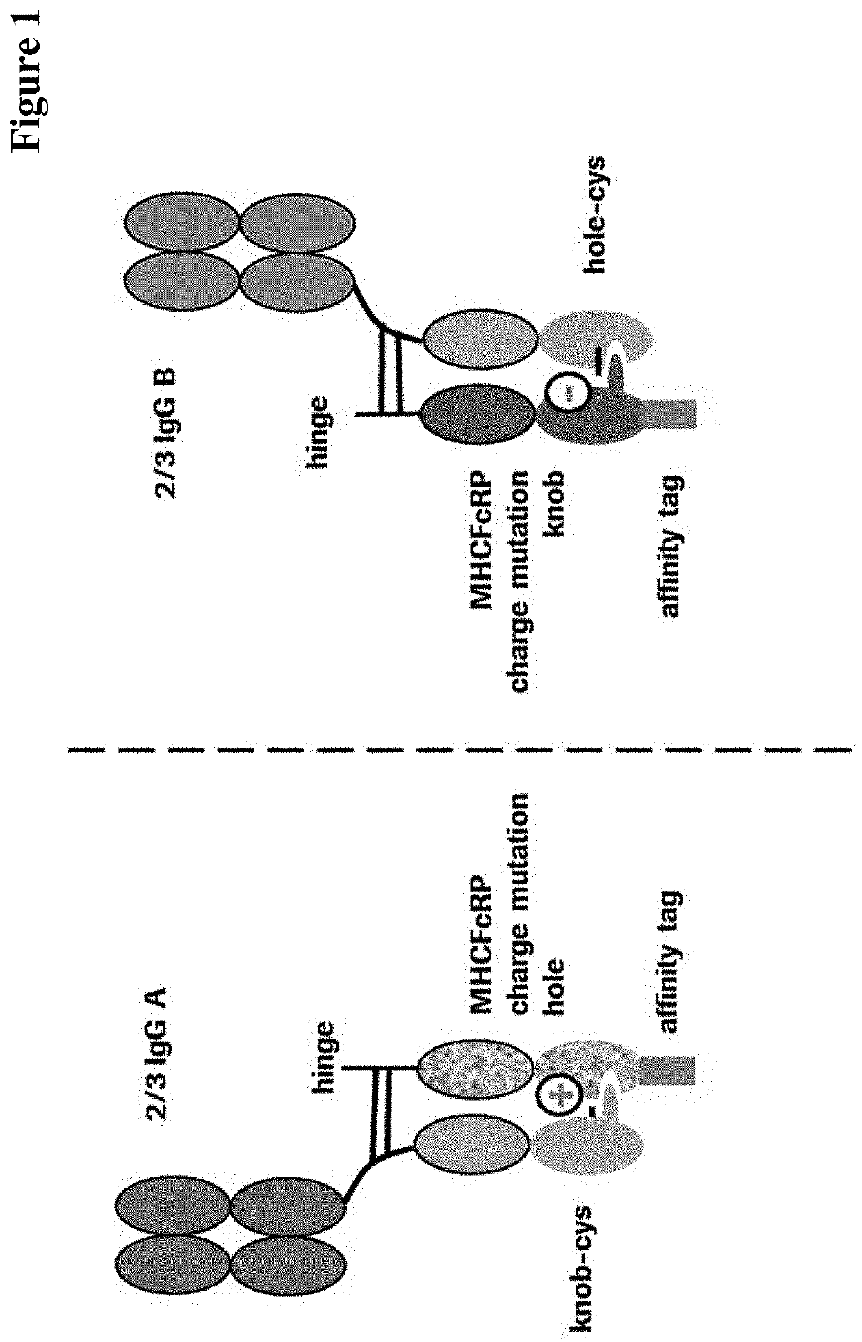 Method for in vivo generation of multispecific antibodies from monospecific antibodies
