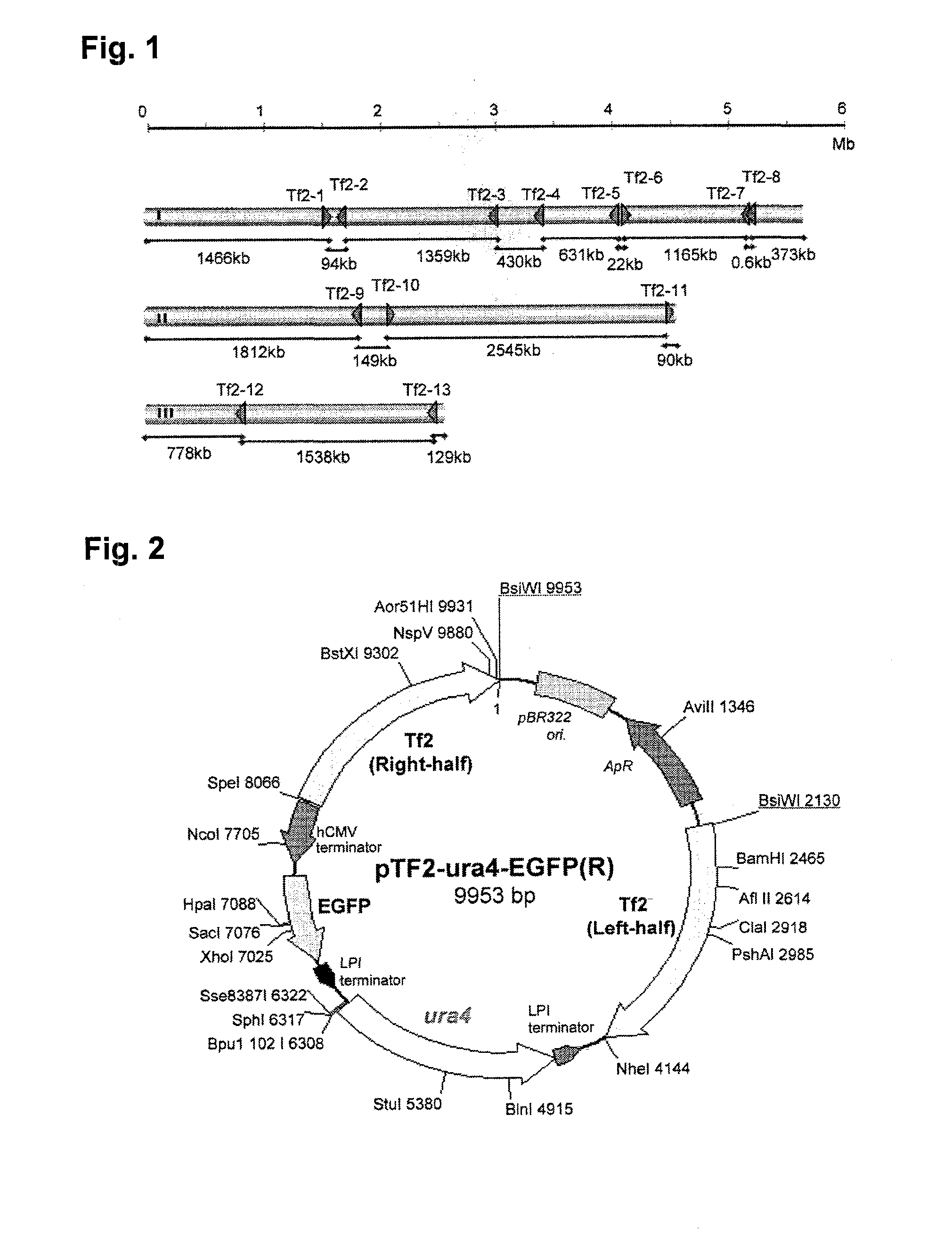 Method for transforming schizosaccharomyces pombe, transformant of schizosaccharomyces pombe and method for producing heterologous protein